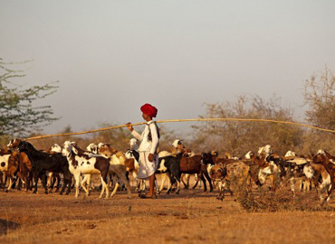 Guards of Jawai